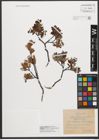 Foto von Salix waldsteiniana Willd.